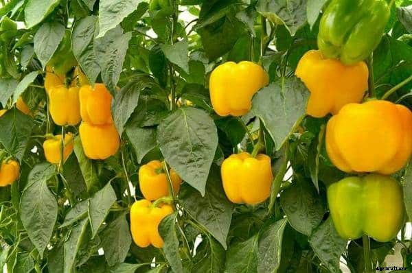 Capsicum Farming (Colored), Bell Pepper Cultivation Tips