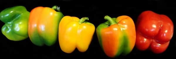 Capsicum Farming (Colored), Bell Pepper Cultivation Tips