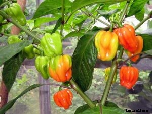 Capsicum Farming (Colored), Bell Pepper Cultivation Tips