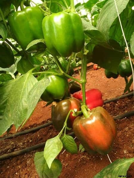 Capsicum Farming (Colored), Bell Pepper Cultivation Tips