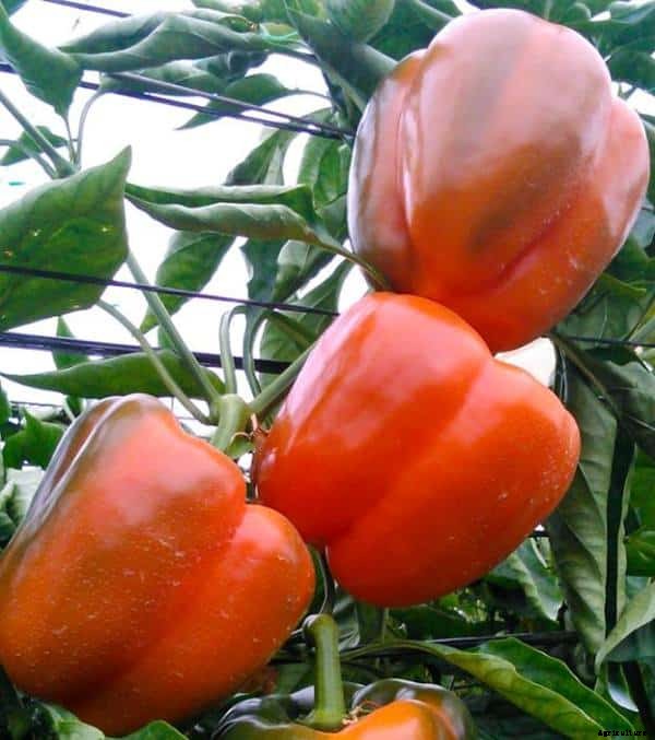 Capsicum Farming (Colored), Bell Pepper Cultivation Tips