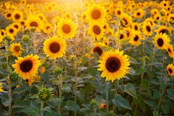 Sunflower Farming; Planting, Harvesting – A Full Guide