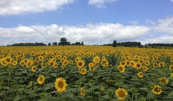 Sunflower Farming; Planting, Harvesting – A Full Guide