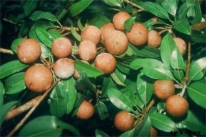 Sapota Farming (Chiku), Planting, Care, Harvesting