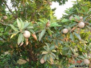 Sapota Farming (Chiku), Planting, Care, Harvesting