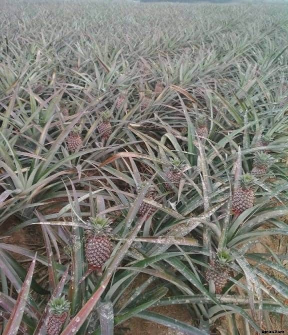 Pineapple Farming, Cultivation Techniques – A Full Guide