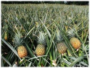 Pineapple Farming, Cultivation Techniques – A Full Guide