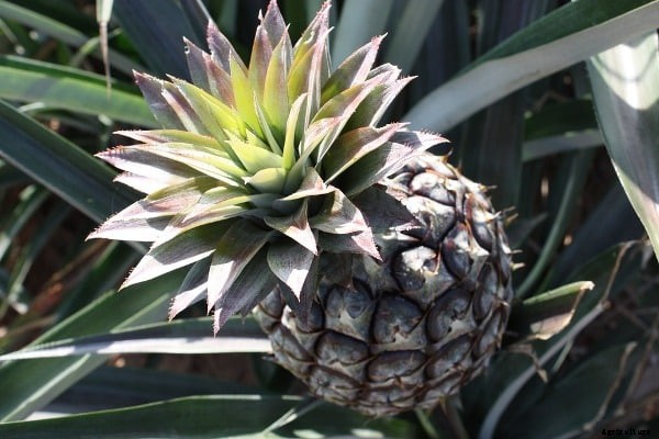 Pineapple Farming, Cultivation Techniques – A Full Guide