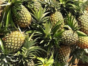 Pineapple Farming, Cultivation Techniques – A Full Guide