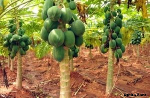 Papaya Farming Techniques, Cultivation Tips – A Full Guide