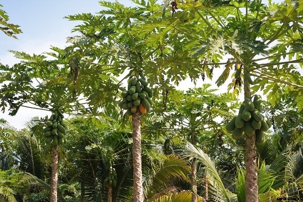 Papaya Farming Techniques, Cultivation Tips – A Full Guide