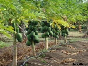 Papaya Farming Techniques, Cultivation Tips – A Full Guide