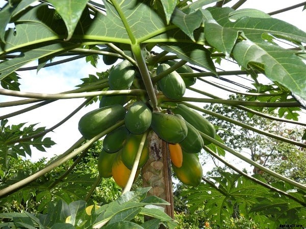 Papaya Farming Techniques, Cultivation Tips – A Full Guide