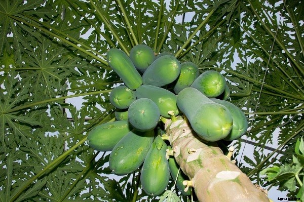 Papaya Farming Techniques, Cultivation Tips – A Full Guide