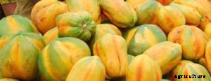 Papaya Farming Techniques, Cultivation Tips – A Full Guide