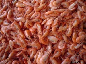 Shrimp Cultivation, Shrimp Culture, Harvesting Methods