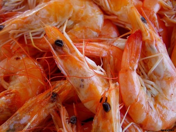Shrimp Cultivation, Shrimp Culture, Harvesting Methods