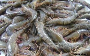 Shrimp Cultivation, Shrimp Culture, Harvesting Methods