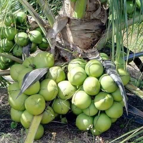 Coconut Farming; Planting, Growing, Care, Harvesting