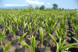 Coconut Farming; Planting, Growing, Care, Harvesting