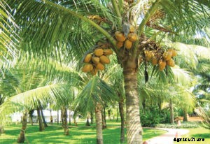 Coconut Farming; Planting, Growing, Care, Harvesting