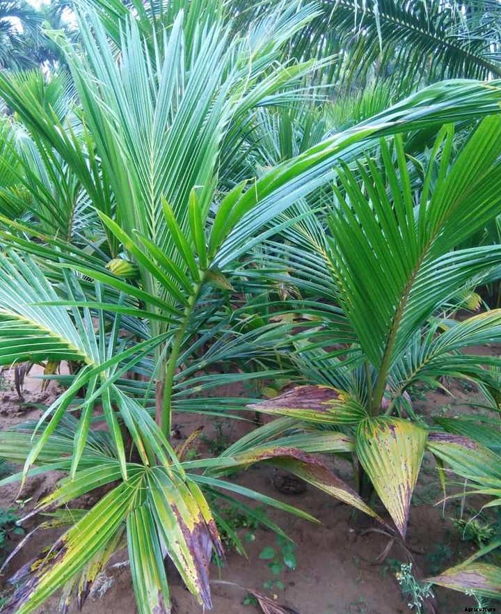 Coconut Farming; Planting, Growing, Care, Harvesting