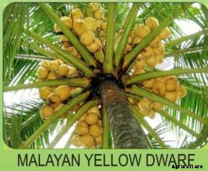 Coconut Farming; Planting, Growing, Care, Harvesting