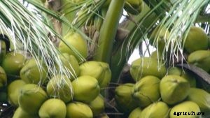 Coconut Farming; Planting, Growing, Care, Harvesting