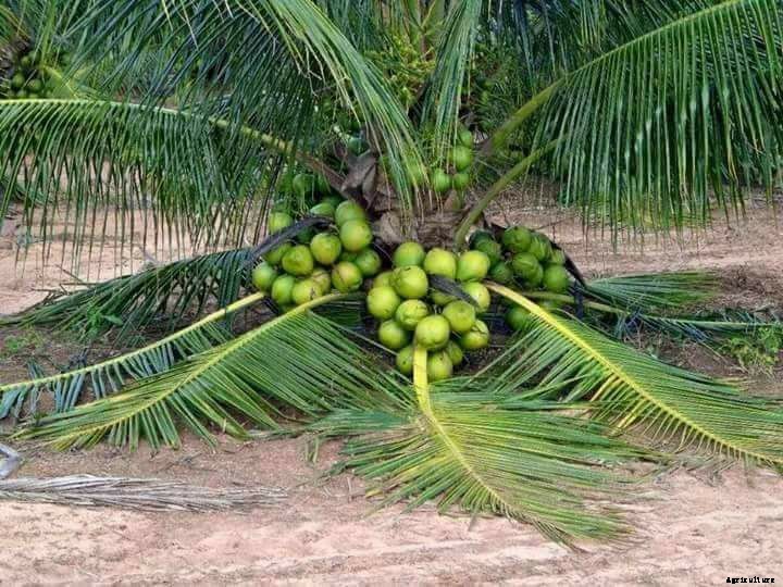 Coconut Farming; Planting, Growing, Care, Harvesting