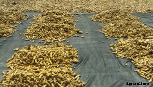 Turmeric Farming, Planting, Care, Harvsting Guide