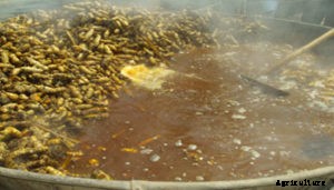 Turmeric Farming, Planting, Care, Harvsting Guide