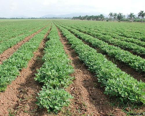 Groundnut Farming (Peanut); Planting; Care; Harvesting