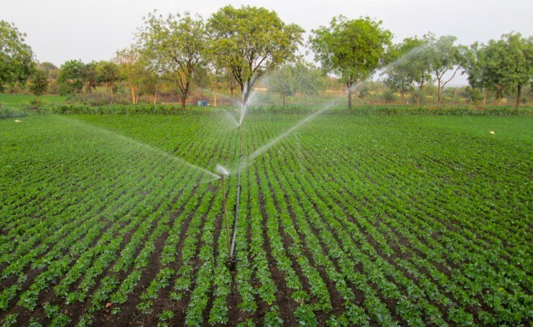 Groundnut Farming (Peanut); Planting; Care; Harvesting