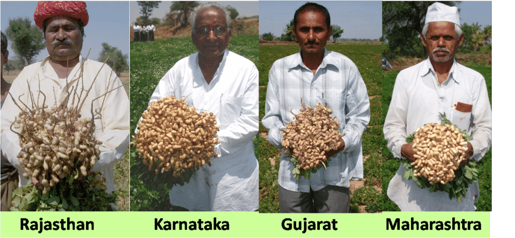 Groundnut Farming (Peanut); Planting; Care; Harvesting