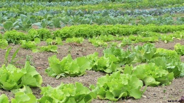 Organic Farming Techniques, Tips, Ideas in India