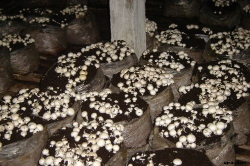 Mushroom Cultivation; Farming; Planting in India
