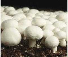 Mushroom Cultivation; Farming; Planting in India