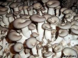 Mushroom Cultivation; Farming; Planting in India