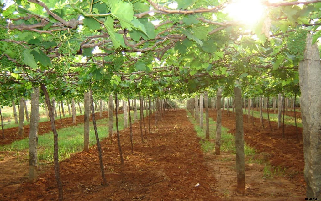Grape Farming, Cultivation Information India Guide