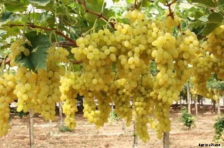 Grape Farming, Cultivation Information India Guide