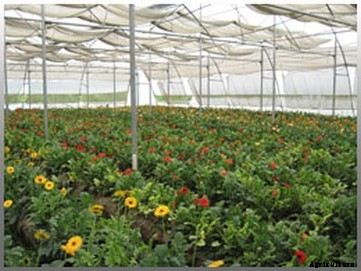 Greenhouse Farming Guide in India; Advantages