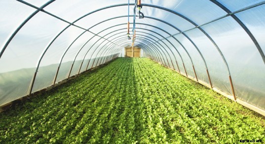 Greenhouse Farming Guide in India; Advantages