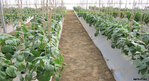 Greenhouse Farming Guide in India; Advantages