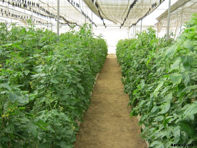 Greenhouse Farming Guide in India; Advantages