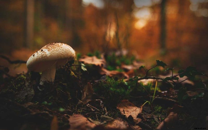 What is Humus in Soil? Formation, Importance and Much More!