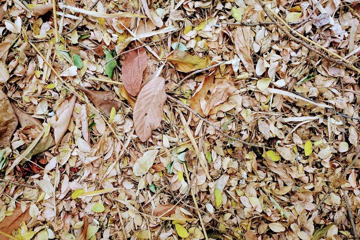 What is Humus in Soil? Formation, Importance and Much More!