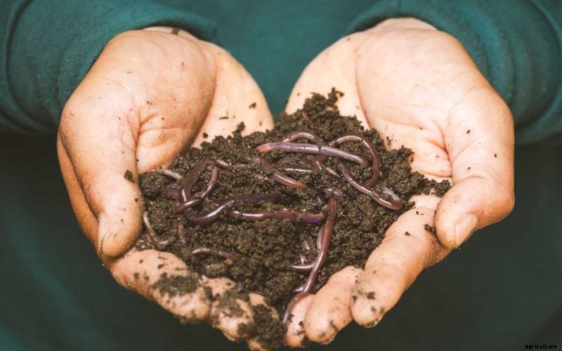 Benefits of Humus to Improve Soil Fertility