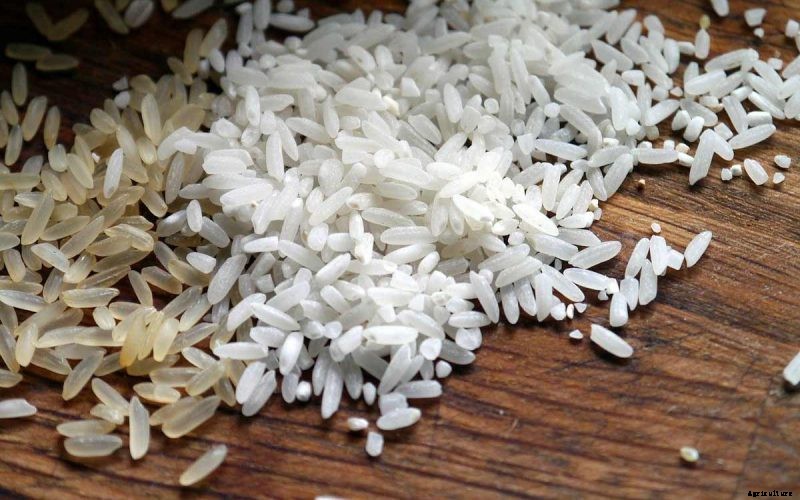 How To Grow Rice; Step-by-Step