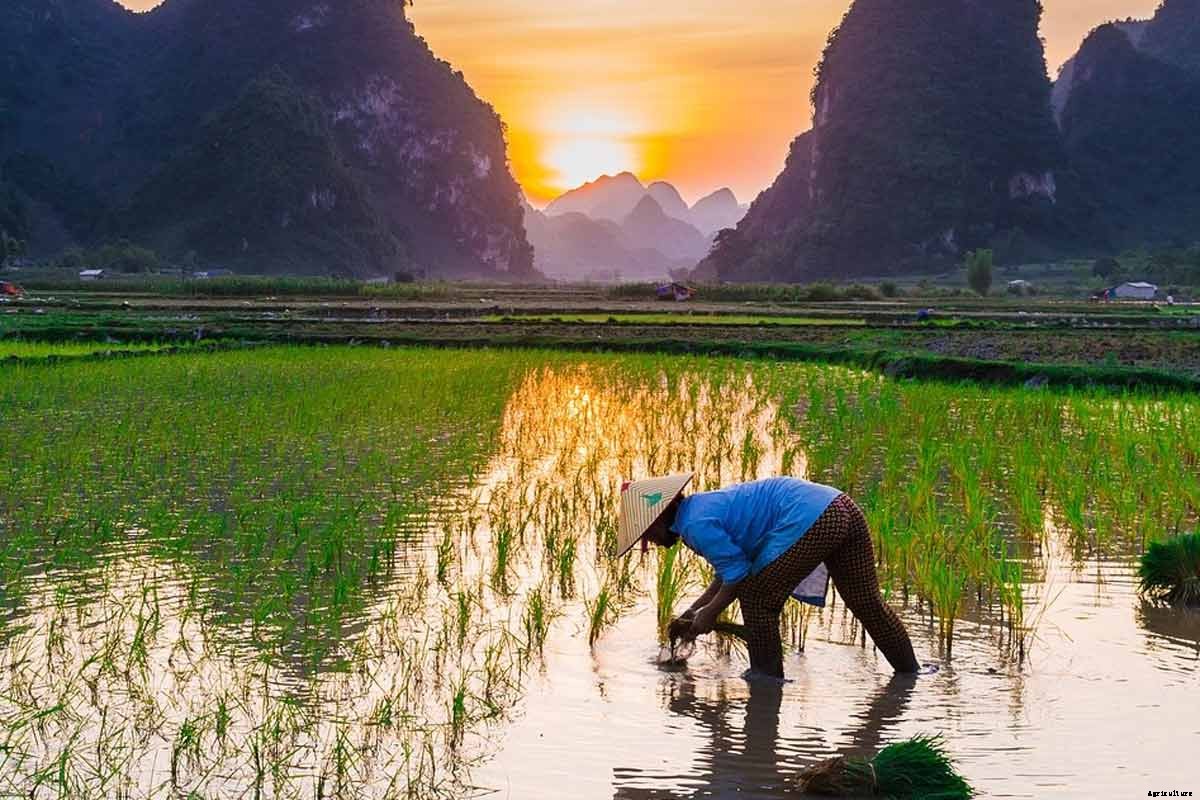 How To Grow Rice; Step-by-Step