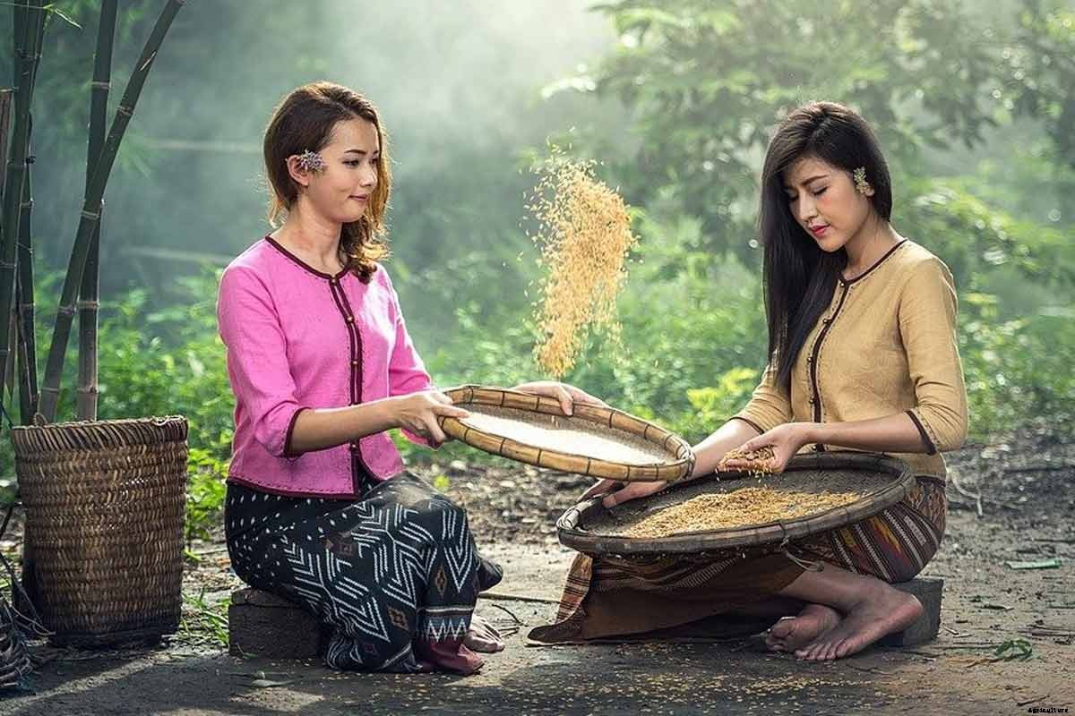 How To Grow Rice; Step-by-Step